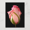 Suche nach rosenknospe postkarten Natur