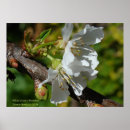 Suche nach cherry blossom poster Fotografie