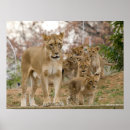 Suche nach afrikanischer löwe poster Wild lebende tiere