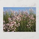 Suche nach phlox postkarten Rosa