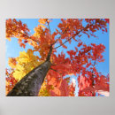 Suche nach herbstbaum poster Blätter