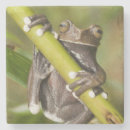 Suche nach amphibie untersetzer Natur