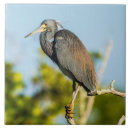 Suche nach vogelbeobachtung fliesen Vögel