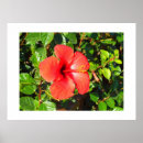 Suche nach hibiscus poster Flower