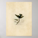 Suche nach schwalben poster Schlucken