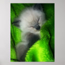 Suche nach schlafenmiezekatze Katzen