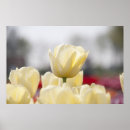 Suche nach rote tulpen poster Rosa