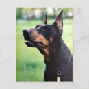 Suche nach pinscher postkarten Dobermann