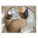 Suche nach pelz kalender Tiere