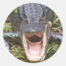 Suche nach steves aufkleber Amerikanisch