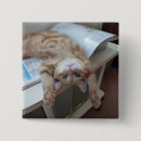 Suche nach katze mit blauen augen buttons Fotografie