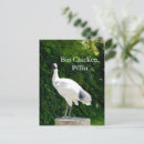 Suche nach ibis poster postkarten Tierwelt