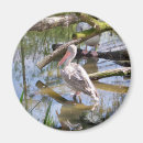 Suche nach pelikane magnete Wild