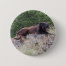 Suche nach große katze buttons Bild