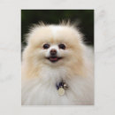 Suche nach zwergspitz poster Loulou