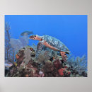 Suche nach roatan poster Karibik