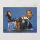 Suche nach wenden auf poster Tierwelt