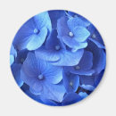 Suche nach hydrangeas magnete Pflanze