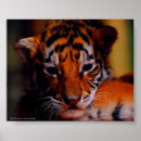 Suche nach tiger foto poster Katze