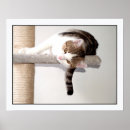 Suche nach braune katze poster Lustig