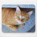Suche nach niedliches kätzchen mousepads Grüne augen