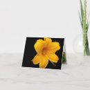 Suche nach tageslilien karten Blumen