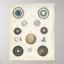Suche nach menschliches auge poster Anatomie