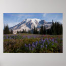 Suche nach ken archer poster Wildblume