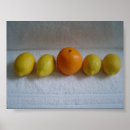 Suche nach orangen und zitronen poster Obst