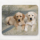 Suche nach labrador welpen mousepads Labradore