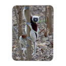 Suche nach madagaskar magnete Primat