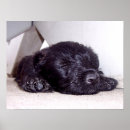 Suche nach scottish terrier poster Schwarzer hund