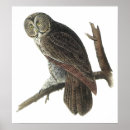 Suche nach graue eule poster Eulen