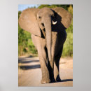 Suche nach afrikanischer elefant poster Tier