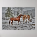 Suche nach palomino poster Pferdefotografie