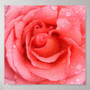 Suche nach red rose poster Bloom
