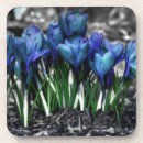 Suche nach crocus untersetzer Blume