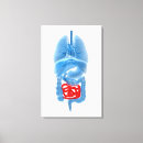 Suche nach organ leinwandbilder Lunge