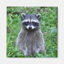 Suche nach raccoon magnete Waschbär