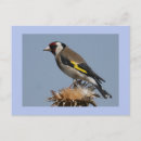 Suche nach singvögel postkarten Tiere
