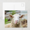 Suche nach lustige schafe alle postkarten Lustiges schaf