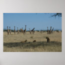 Suche nach tanzania poster Serengeti