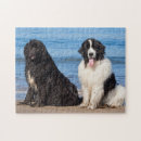 Suche nach über neufundland puzzle Schwarz