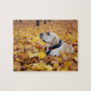 Suche nach labrador puzzle Hund