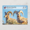 Suche nach bighorn postkarten Ovis canadensis