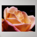 Suche nach abgetönt poster Mit blumen