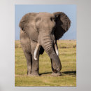 Suche nach elefante poster Safari