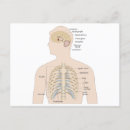 Suche nach knochen postkarten Anatomie