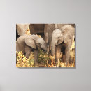 Suche nach afrikanische elefanten leinwandbilder Elefantenkalb
