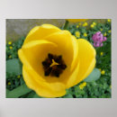 Suche nach macro poster Flower